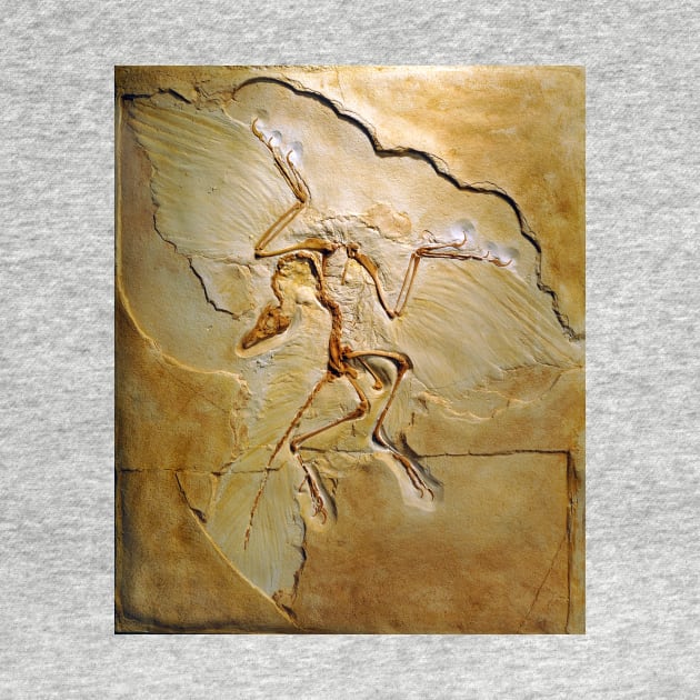 Archaeopteryx fossil, Berlin specimen (C010/2628) by SciencePhoto